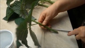 Способ размножения малины черенками в воде.