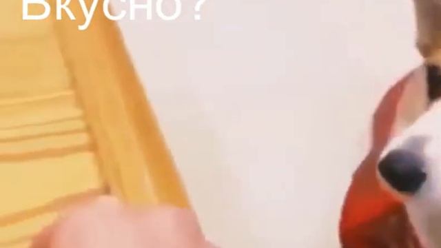 Еще раз дашь пустышку, укушу. Видео приколы с животными смотреть онлайн бесплатно смотреть онлайн