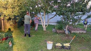 Москвичи на даче Обрываем яблоки