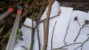 Часть 3. Весенняя обрезка Пьер де Ронсар. Конечный вариант обрезки.