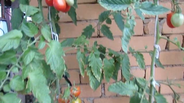 9 сентября 2022 года. Сорт Де Барао (красный). Продолжение помидорного сезона! смотреть онлайн