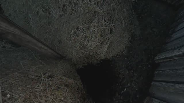 Witch_Hunt 3.5 Часть (Дерево и ведьма) смотреть онлайн