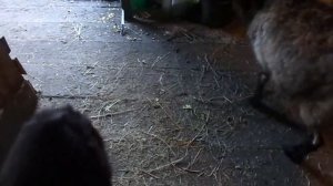 Содержание, кормление и уход за козами в осенне - зимний период.