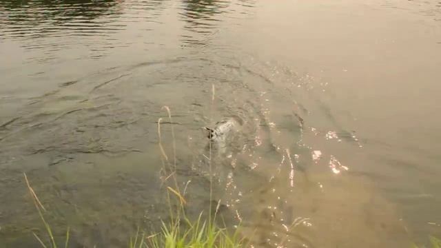 Собака ныряет 2