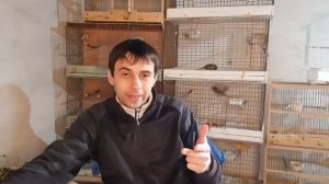 Канарейки,как содержать самцов и самок? Обзор новой клетки для канареек или попугаев !