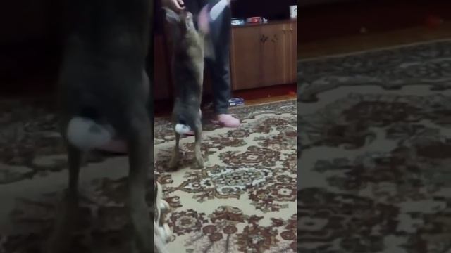 Зайчик—попрыгайчик. Зайчик играет. Ручной заяц. Дикий заяц дома. Заяц русак. Домашние животные. смотреть онлайн