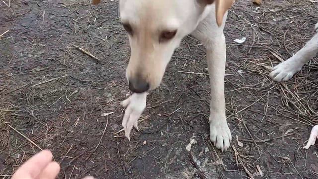 Бедняжки...так проголодались... смотреть онлайн