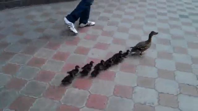 Жители Томска "перевели" через улицу утку и 11 утят смотреть онлайн