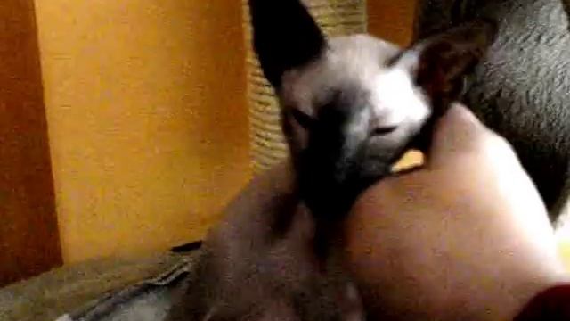 Котенок породы Петерболд. смотреть онлайн