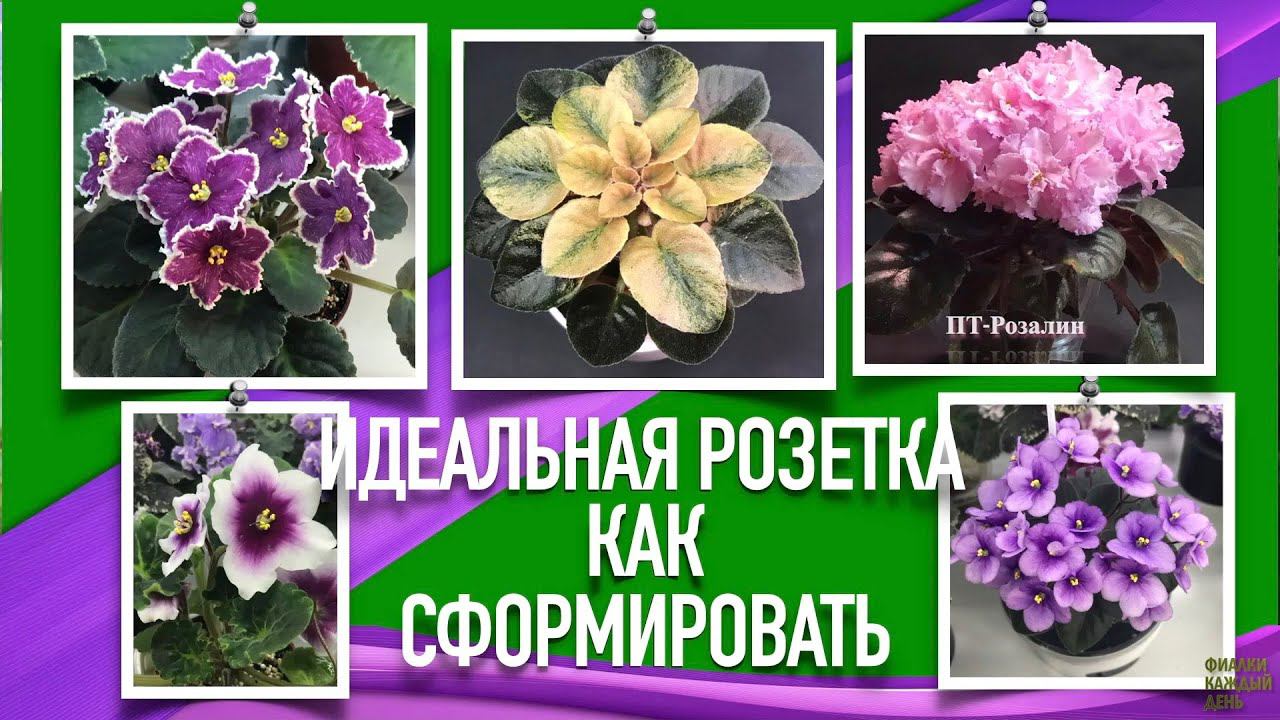 Тайны создания идеальной розетки