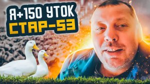 Утка СТАР-53. Сезон 2023. Советы по содержанию в первую неделю. "Мое Подворье"