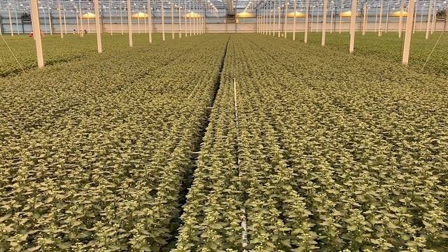 Festival Garden | Indian Summer with chrysanths смотреть онлайн