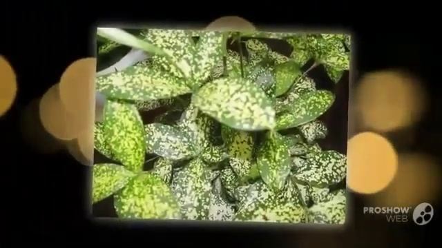 Цветы Драцена (Dracaena flower)