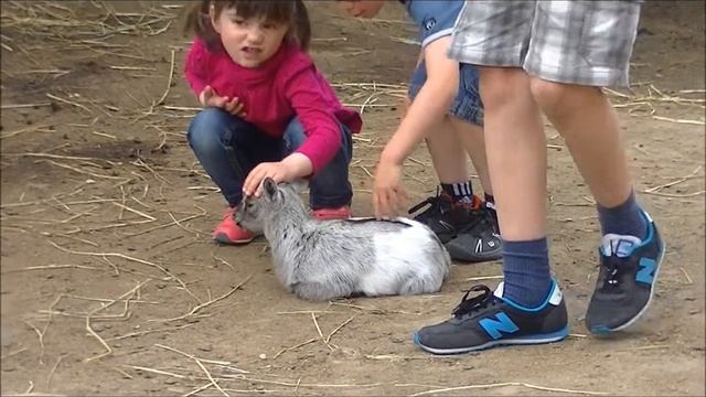 Сафари Парк в городе Погр (Paugres) смотреть онлайн