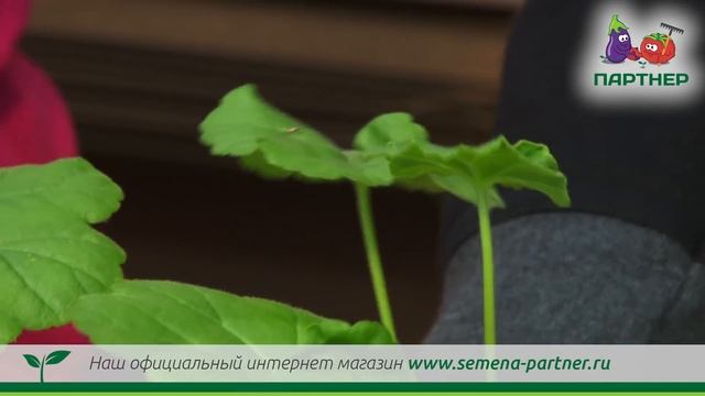 ВСЕ О ВЫРАЩИВАНИИ ПЕЛАРГОНИИ смотреть онлайн