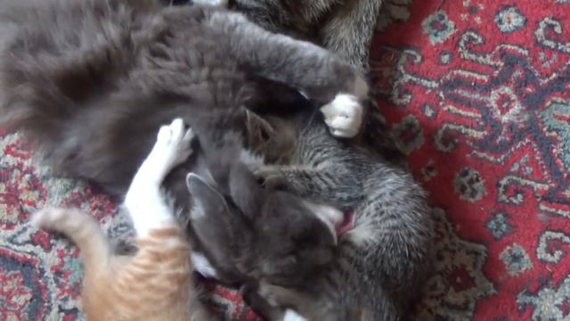 Тёпа - особенный кот! ? #4 + НОВОСТИ - Жаба родила! смотреть онлайн