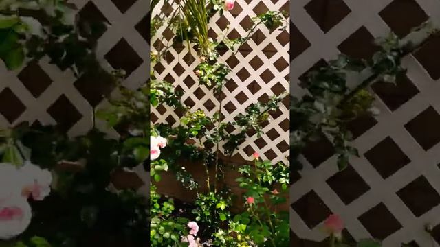 my rose garden tour 4/19/20 смотреть онлайн