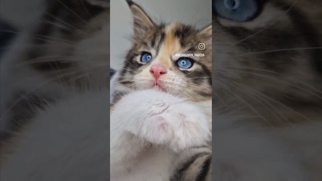 охос азулес или алтайская кошка