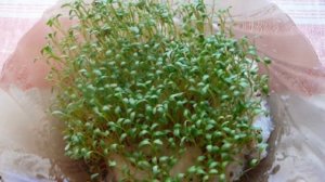 Выращивание Кресс-салата из семян в открытом грунте как бизнес идея