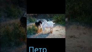 О боже яка скотина.