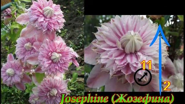Самые красивые КЛЕМАТИСЫ 2 группы(слабой)обрезки.Beautiful Clematis смотреть онлайн