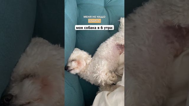 А ваши дружочки любят поспать? 🐶 #мальтипу #пудель #собакиприколы #воспитаниесобак #воспитаниещенка смотреть онлайн