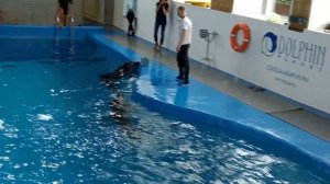 Дельфинарий  Dolphin Planet в Ярославле