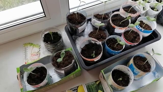 Рассада арбузов..Уход за рассадой и сроки посадки в грунт. Результаты обрезки туговсхожих семян. смотреть онлайн