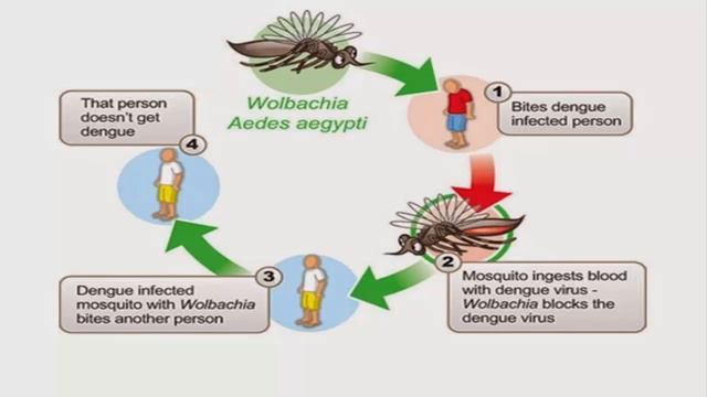 Buenos Aires dengue fever detecting and treating смотреть онлайн