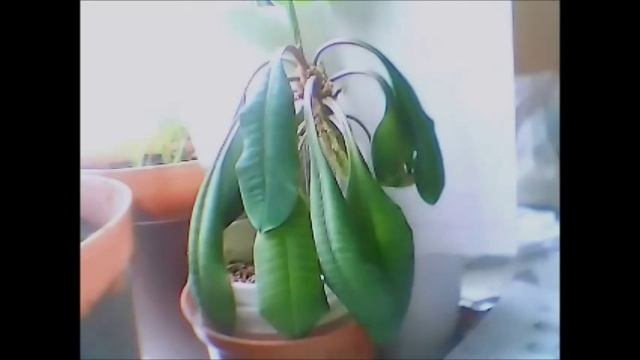 Как оживить растение смотреть онлайн