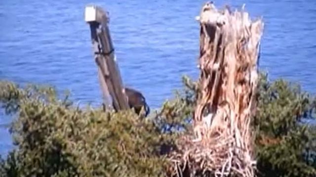 16:37 Churbles the Eaglet, back to cu cam 16:57 Curbles dismounts смотреть онлайн