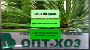 Сосна Шверина, Криптомерия японская и другие растения для каменистого сада.