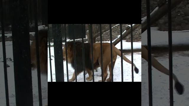 Магические лягушки