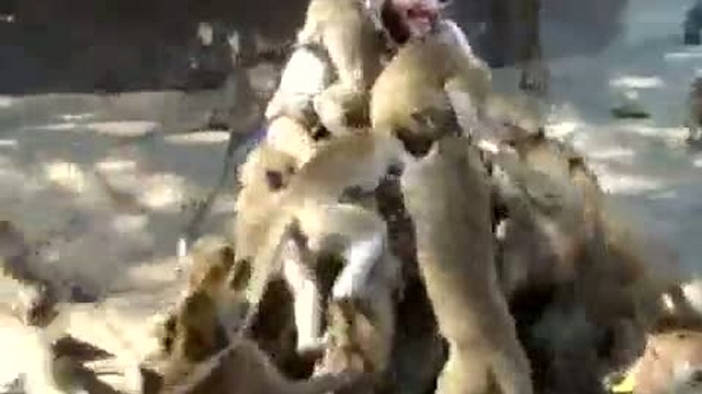 Макаки атакуют / www.kengarags.ru смотреть онлайн