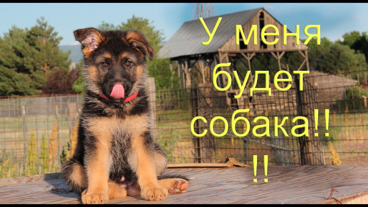 Покупаем щенка немецкой овчарки! Чем кормить, что купить, обзор покупок. смотреть онлайн