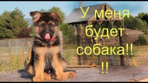 Покупаем щенка немецкой овчарки! Чем кормить, что купить, обзор покупок.