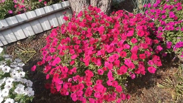 Ампельная Петуния серия Тайдал / Ошибки при Выращивание. смотреть онлайн