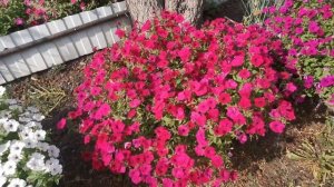 Ампельная Петуния серия Тайдал / Ошибки при Выращивание.