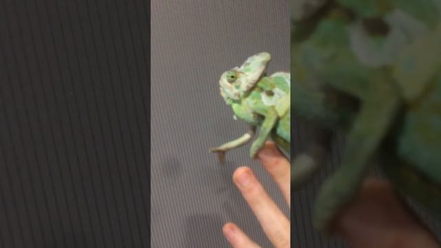 Линяющий йеменский хамелеон смотреть онлайн