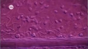 9 класс, Биология Внутриутробное развитие