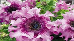 Посейте эти красивые цветы. Они украсят любые клумбы и цветники