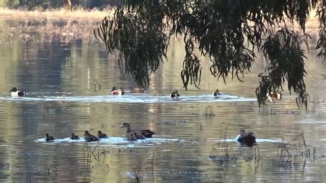 Новая семья Нильских гусей смотреть онлайн
