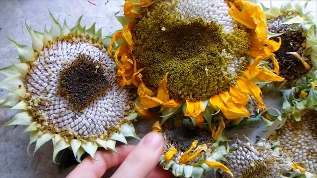 ДАРЫ ОСЕНИ ДЛЯ ПОПУГАЕВ. Часть 1. Чем кормлю своих попугаев. смотреть онлайн