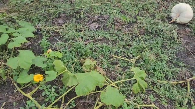 КОТИКИ.БАРАХОЛКА.0ГОРОД.УПАКОВОЧНЫЙ ЦЕХ. смотреть онлайн