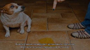 Собака много пьет и часто мочится