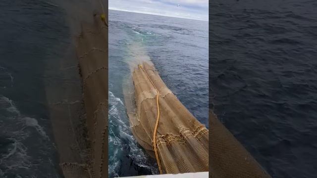Tummas T with a 1200 HEX Capto trawl from Vónin смотреть онлайн