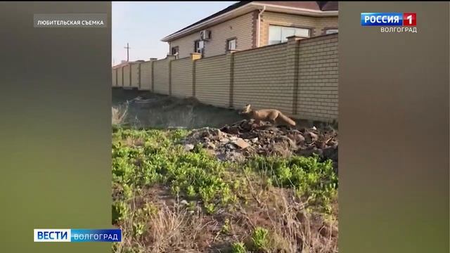 Новые хозяева улиц: в Советском районе заметили лисицу смотреть онлайн