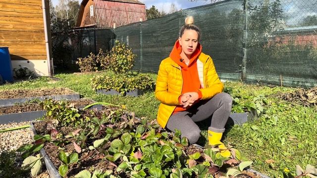 Уход за клубникой (земляникой садовой) осенью. Укрытие клубники (земляники садовой) на зиму. смотреть онлайн