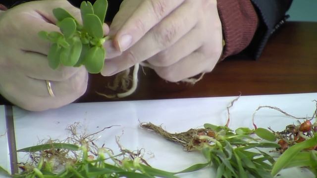 Уход за посевами яровых культур. смотреть онлайн