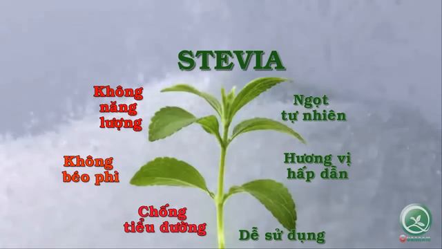 STEVIA-QUAN NAM DEVELOPMENT INVESTMENT CORPORATION